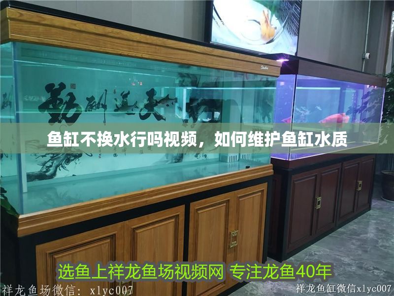 魚缸不換水行嗎視頻，如何維護(hù)魚缸水質(zhì)