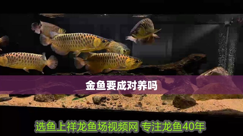 金魚要成對(duì)養(yǎng)嗎