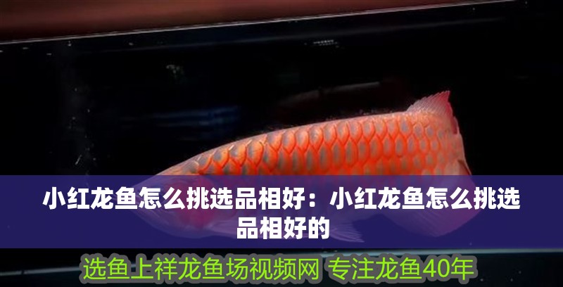 小紅龍魚怎么挑選品相好：小紅龍魚怎么挑選品相好的