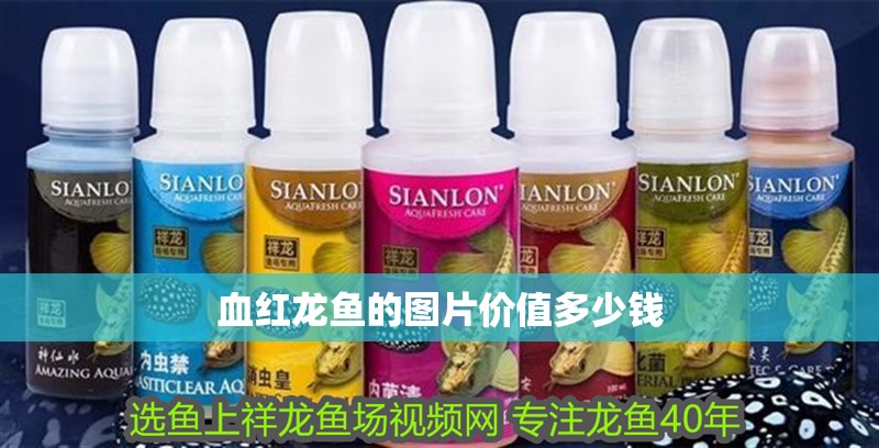 血紅龍魚的圖片價值多少錢