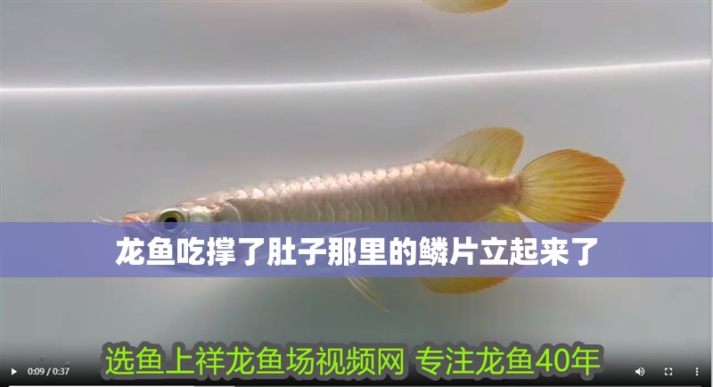 龍魚吃撐了肚子那里的鱗片立起來了