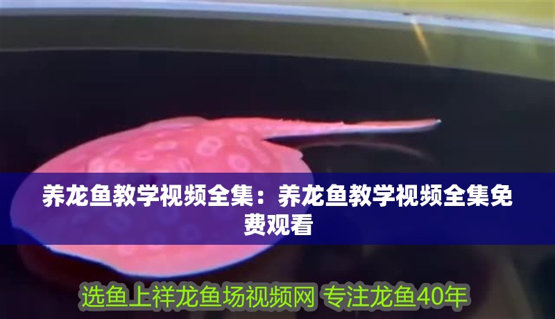 養(yǎng)龍魚教學(xué)視頻全集：養(yǎng)龍魚教學(xué)視頻全集免費觀看