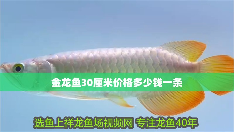 金龍魚30厘米價(jià)格多少錢一條