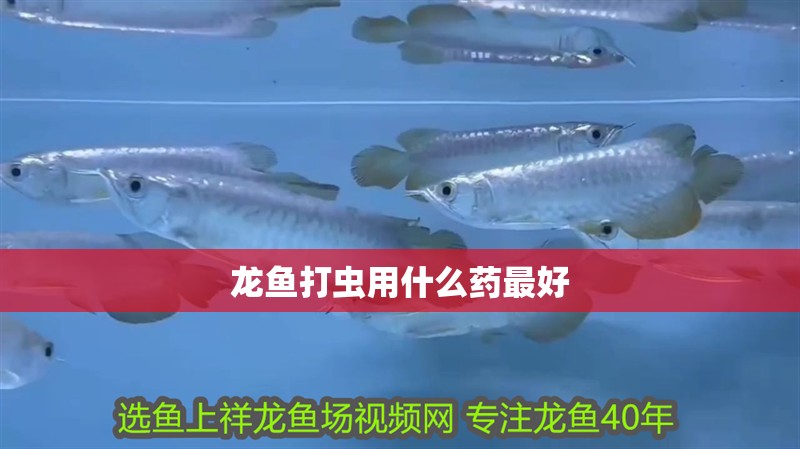 龍魚打蟲用什么藥最好