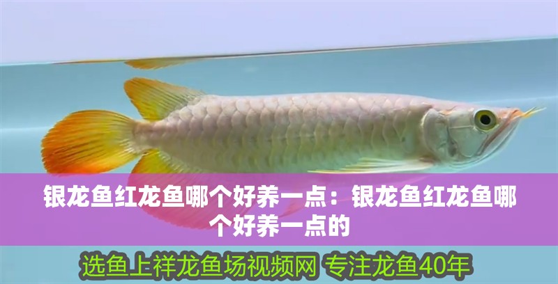銀龍魚紅龍魚哪個(gè)好養(yǎng)一點(diǎn):銀龍魚紅龍魚哪個(gè)好養(yǎng)一點(diǎn)的 水族問答 銀龍魚紅龍魚哪個(gè)好養(yǎng)一點(diǎn):銀龍魚紅龍魚哪個(gè)好養(yǎng)一點(diǎn)的 銀龍魚紅龍魚哪個(gè)好養(yǎng)一點(diǎn):銀龍魚紅龍魚哪個(gè)好養(yǎng)一點(diǎn)的 水族問答