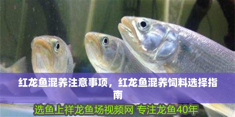 紅龍魚混養(yǎng)注意事項(xiàng)，紅龍魚混養(yǎng)飼料選擇指南