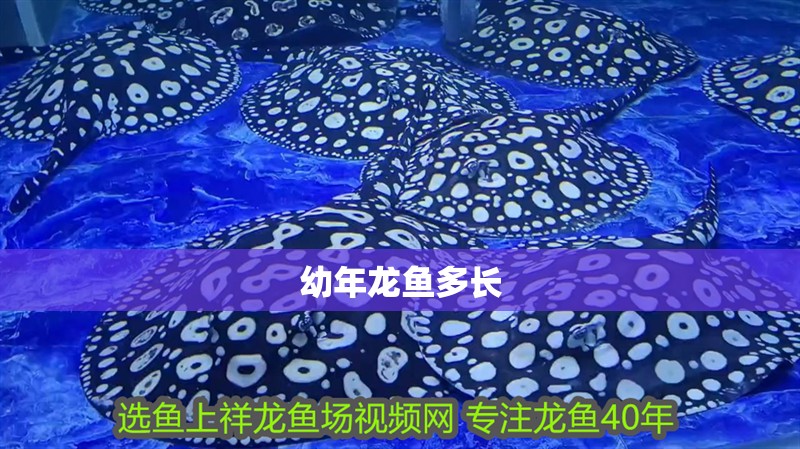 幼年龍魚多長
