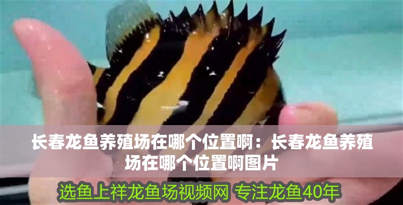 翹嘴魚和金龍魚的區別在哪里：翹嘴魚和金龍魚的區別在哪里圖片