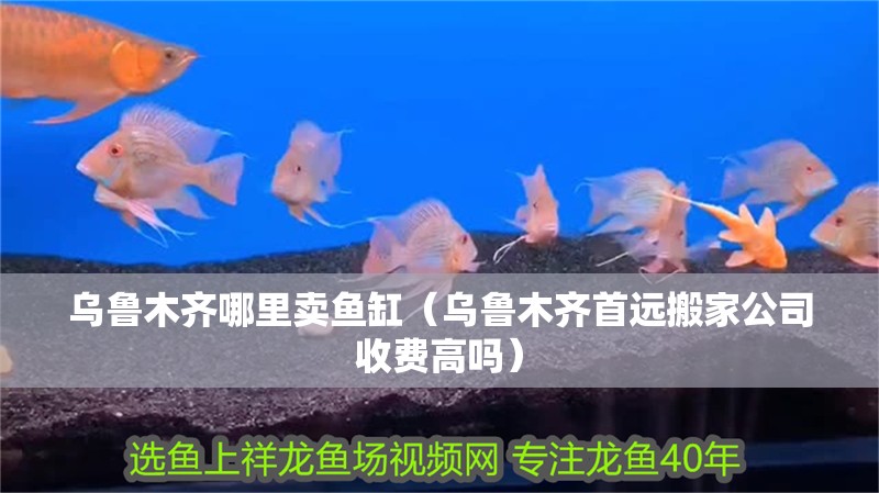 烏魯木齊哪里賣魚缸（烏魯木齊首遠搬家公司收費高嗎）