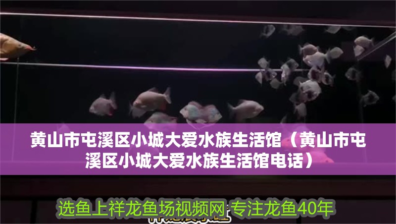 黃山市屯溪區小城大愛水族生活館（黃山市屯溪區小城大愛水族生活館電話）