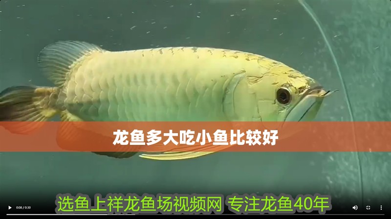 龍魚多大吃小魚比較好