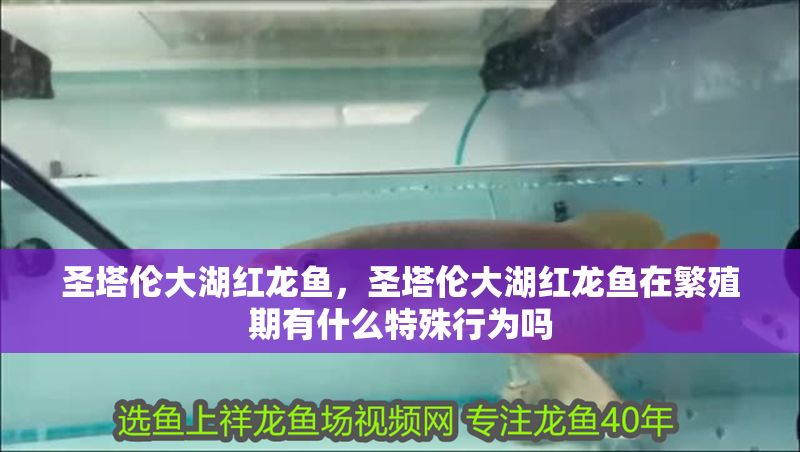 圣塔倫大湖紅龍魚(yú)，圣塔倫大湖紅龍魚(yú)在繁殖期有什么特殊行為嗎