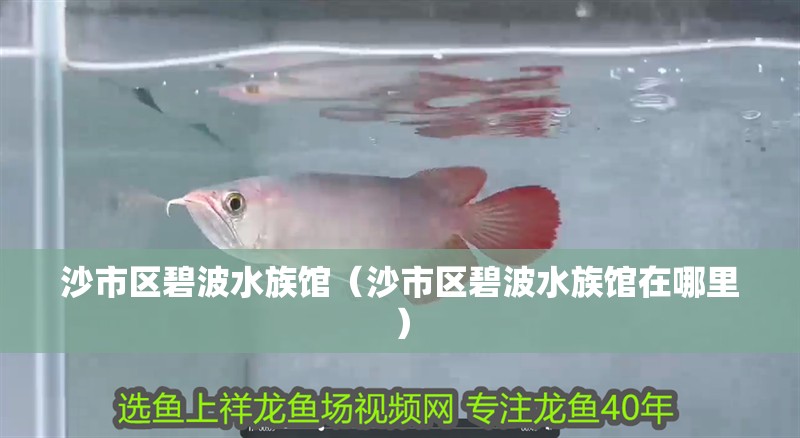 沙市區(qū)碧波水族館（沙市區(qū)碧波水族館在哪里）