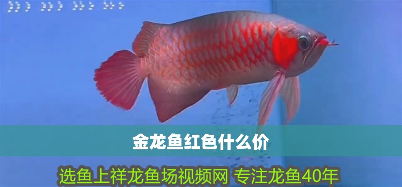 金龍魚紅色什么價