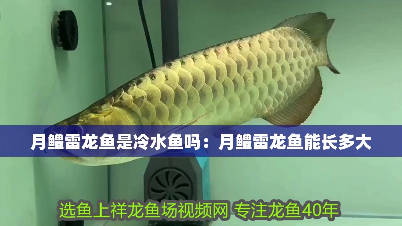 月鱧雷龍魚是冷水魚嗎：月鱧雷龍魚能長多大