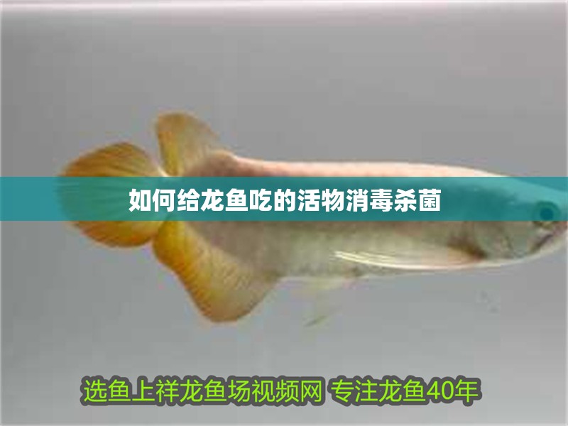 如何給龍魚吃的活物消毒殺菌