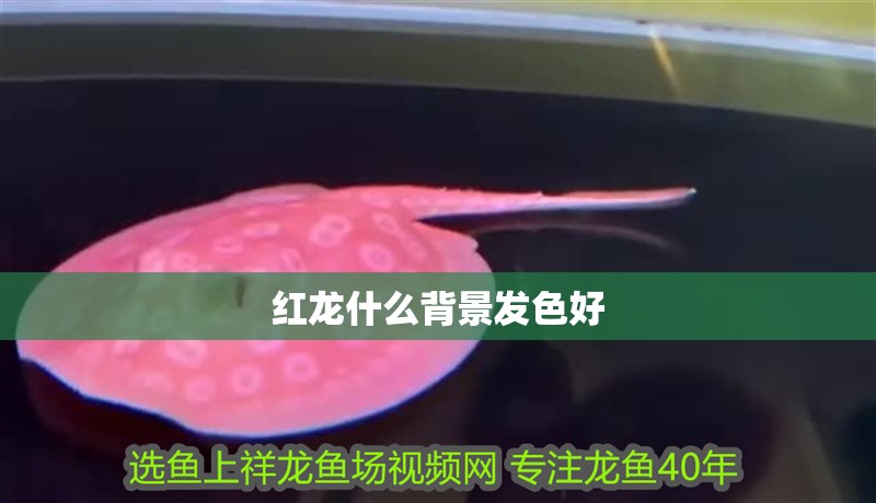 紅龍什么背景發色好