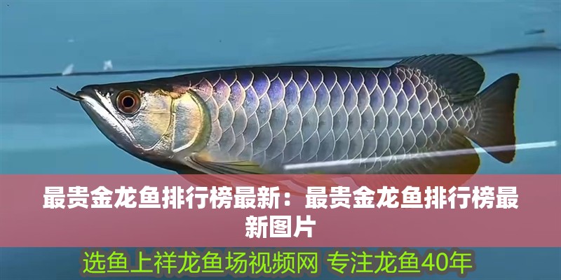 最貴金龍魚(yú)排行榜最新：最貴金龍魚(yú)排行榜最新圖片