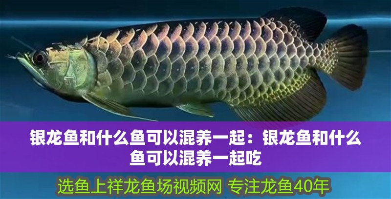 銀龍魚和什么魚可以混養(yǎng)一起：銀龍魚和什么魚可以混養(yǎng)一起吃
