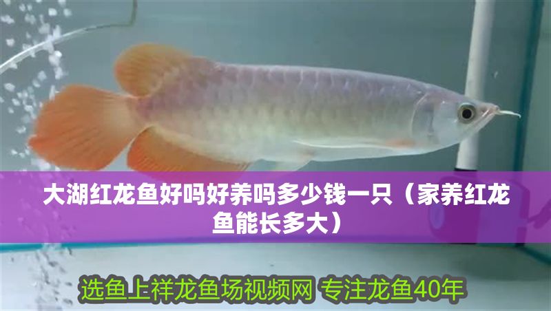 大湖紅龍魚好嗎好養嗎多少錢一只（家養紅龍魚能長多大）