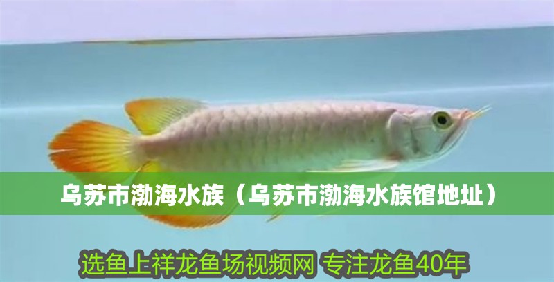 惡棍龍魚圈
