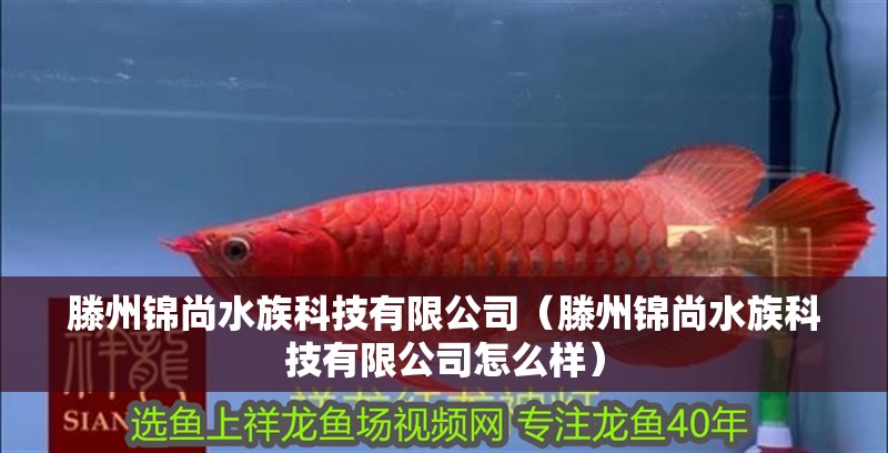 滕州錦尚水族科技有限公司（滕州錦尚水族科技有限公司怎么樣）