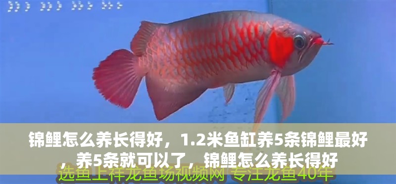 錦鯉怎么養(yǎng)長得好，1.2米魚缸養(yǎng)5條錦鯉最好，養(yǎng)5條就可以了，錦鯉怎么養(yǎng)長得好