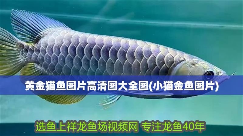 黃金貓魚圖片高清圖大全圖(小貓金魚圖片)
