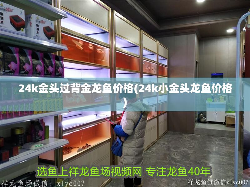 24k金頭過背金龍魚價格(24k小金頭龍魚價格) 24k金頭過背金龍魚價格(24k小金頭龍魚價格) 金龍魚百科 第1張