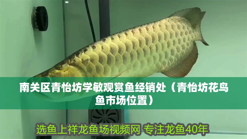南關區青怡坊學敏觀賞魚經銷處（青怡坊花鳥魚市場位置）