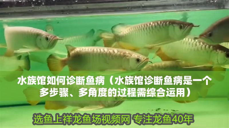 水族館如何診斷魚病（水族館診斷魚病是一個多步驟、多角度的過程需綜合運用）