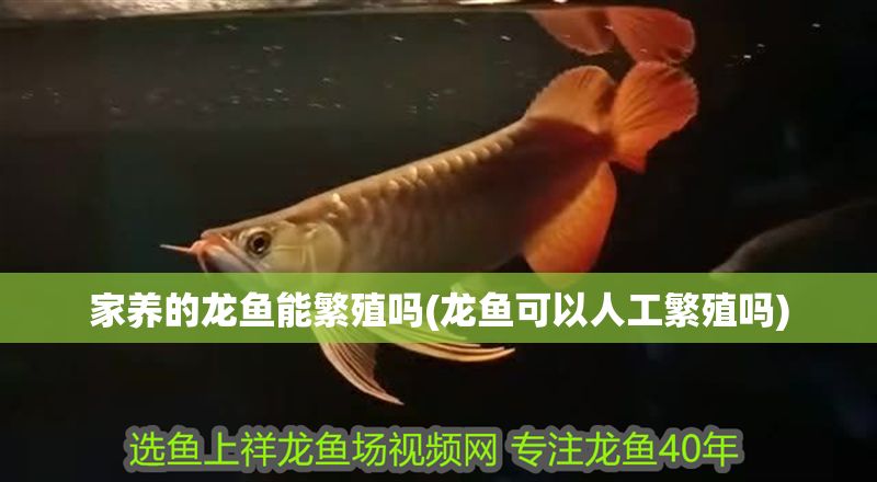 家養(yǎng)的龍魚(yú)能繁殖嗎(龍魚(yú)可以人工繁殖嗎)