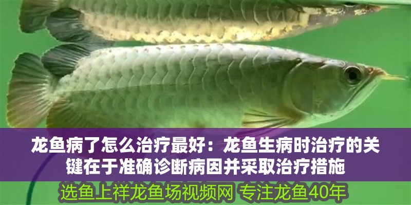 龍魚病了怎么治療最好：龍魚生病時治療的關鍵在于準確診斷病因并采取治療措施