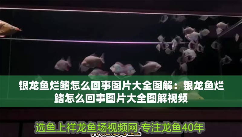 氧氣泵改裝魚缸過(guò)濾器(加氧泵改裝魚缸過(guò)濾器)