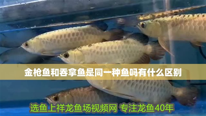 金槍魚和吞拿魚是同一種魚嗎有什么區別