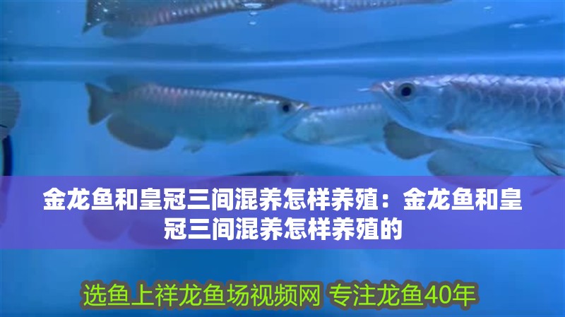 金龍魚和皇冠三間混養怎樣養殖：金龍魚和皇冠三間混養怎樣養殖的