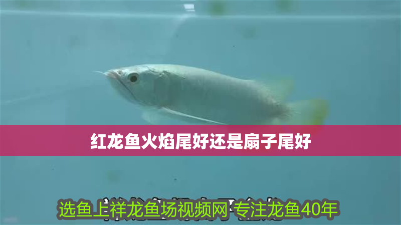 sunsun魚缸過濾器安裝圖