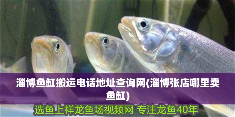 淄博魚缸搬運(yùn)電話地址查詢網(wǎng)(淄博張店哪里賣魚缸)