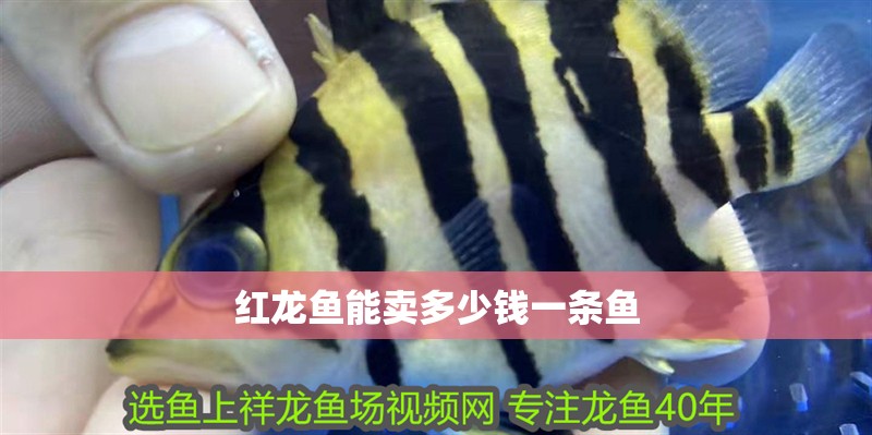 紅龍魚能賣多少錢一條魚