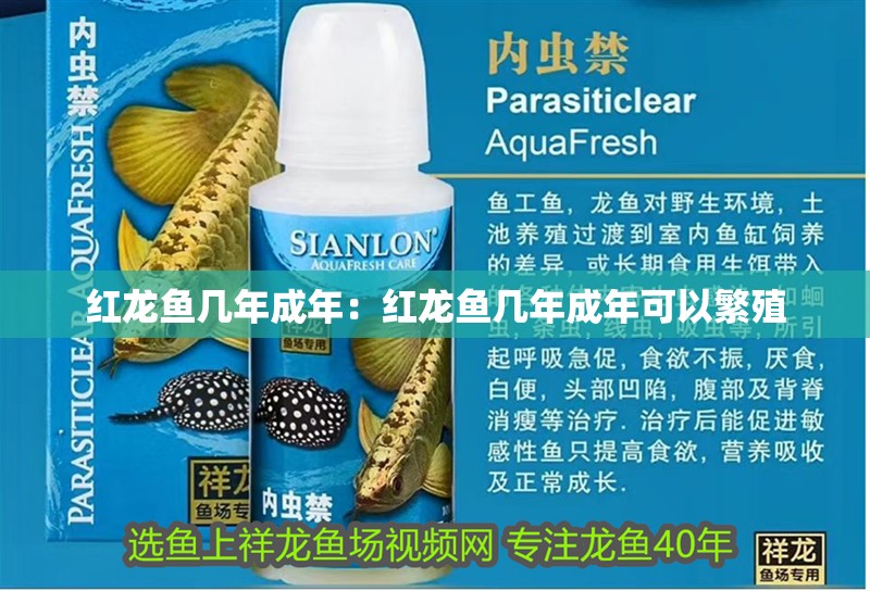 紅龍魚幾年成年：紅龍魚幾年成年可以繁殖