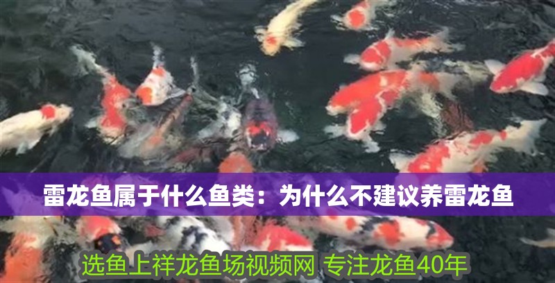 雷龍魚屬于什么魚類：為什么不建議養雷龍魚