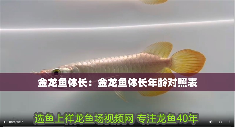 金龍魚體長：金龍魚體長年齡對照表