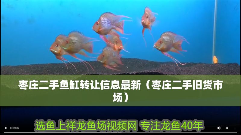 棗莊二手魚缸轉(zhuǎn)讓信息最新（棗莊二手舊貨市場）