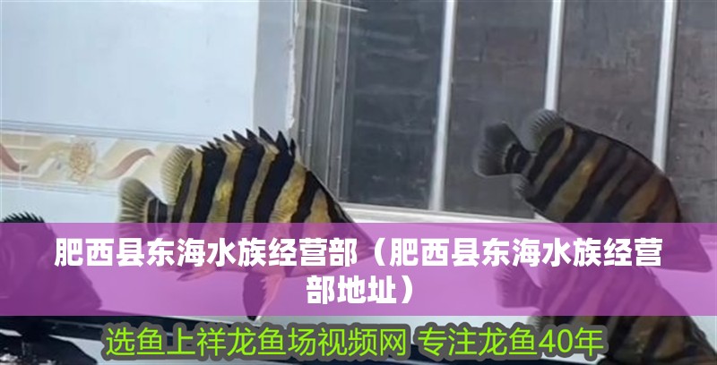 肥西縣東海水族經(jīng)營(yíng)部（肥西縣東海水族經(jīng)營(yíng)部地址）