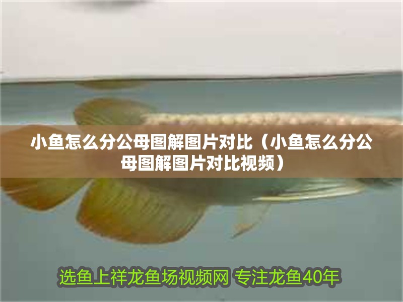 小魚(yú)怎么分公母圖解圖片對(duì)比（小魚(yú)怎么分公母圖解圖片對(duì)比視頻）