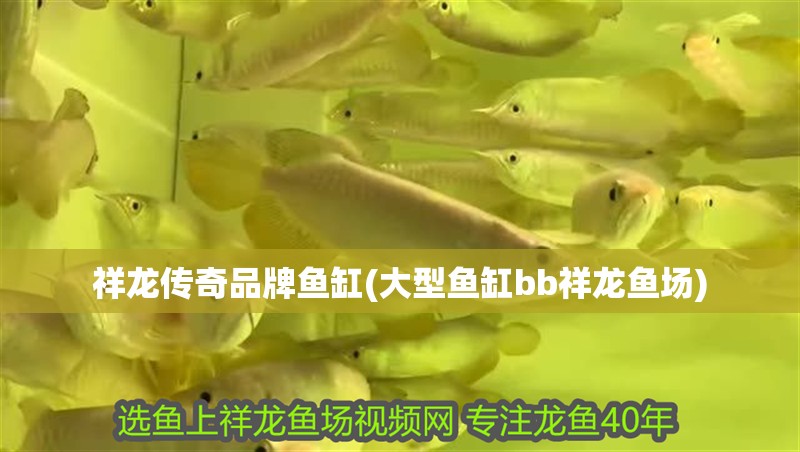 祥龍傳奇品牌魚缸(大型魚缸bb祥龍魚場)
