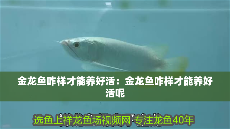 金龍魚咋樣才能養好活：金龍魚咋樣才能養好活呢 金龍魚咋樣才能養好活：金龍魚咋樣才能養好活呢 水族問答