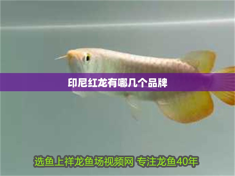 印尼紅龍有哪幾個品牌