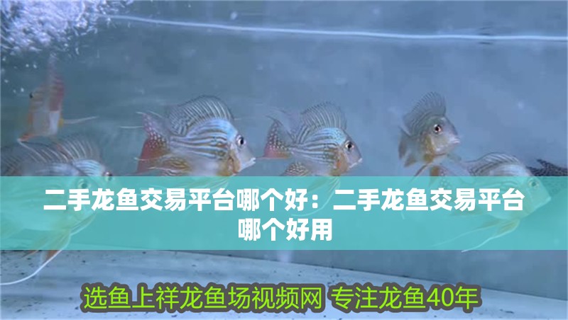 二手龍魚交易平臺哪個好：二手龍魚交易平臺哪個好用