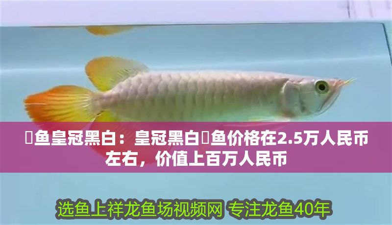 魟魚皇冠黑白：皇冠黑白魟魚價格在2.5萬人民幣左右，價值上百萬人民幣